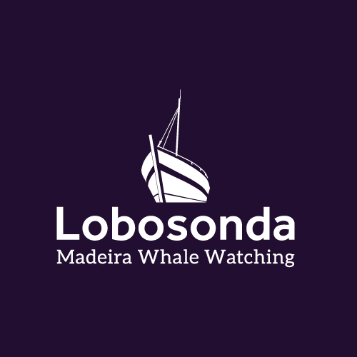 Lobosonda - Madeira Whale Watching